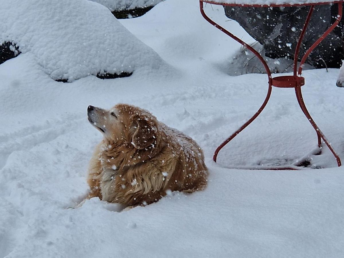 Chalet Gotthelf Gartenstudio, Ferien Mit Hund Аделбоден Екстериор снимка